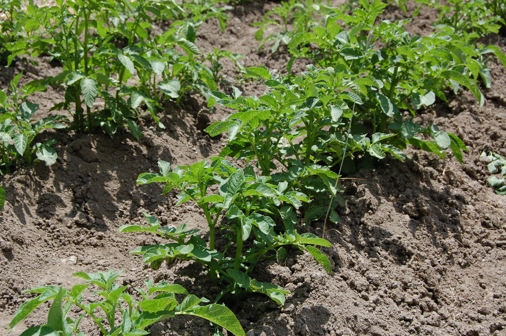 Hilled potatoes